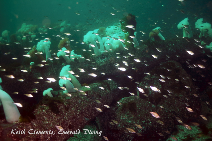 Shiner Perch, KVI Tower Reef, Puget Sound WA