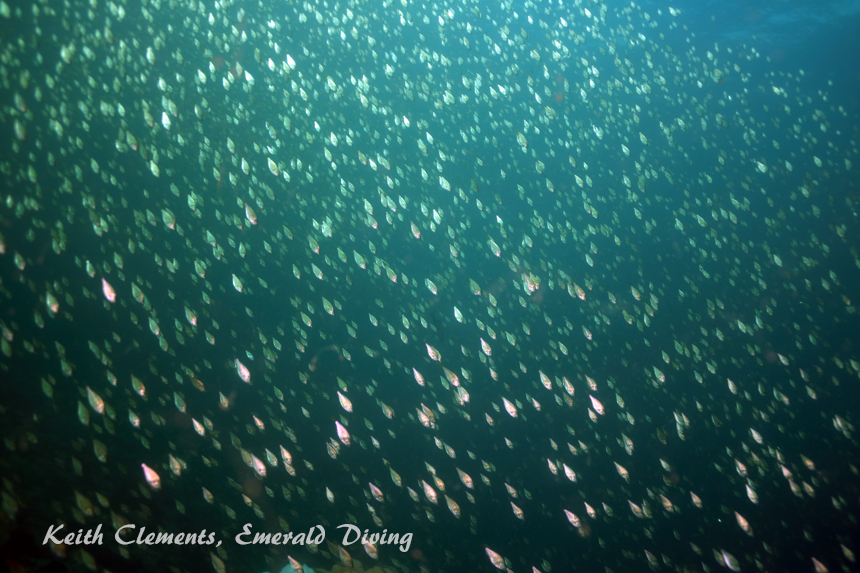 Shiner Perch, KVI Tower Reef, Puget Sound WA