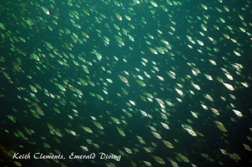 Shiner Perch, KVI Tower Reef, Puget Sound WA