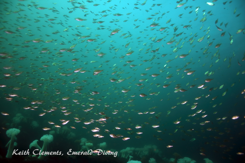 Shiner Perch, KVI Tower Reef, Puget Sound WA