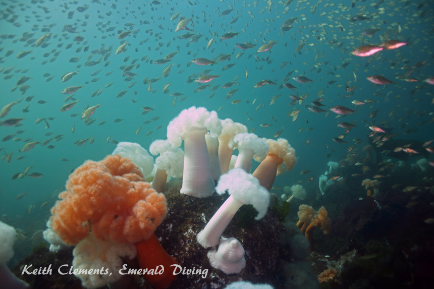 Shiner Perch, KVI Tower Reef, Puget Sound WA