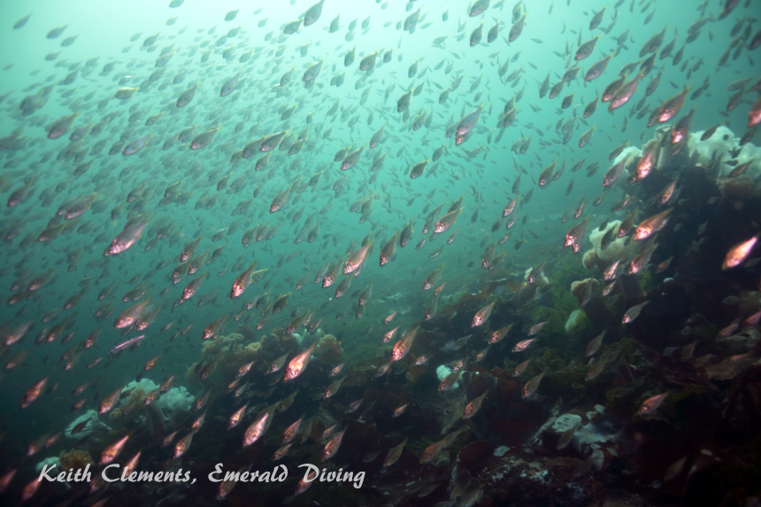 Shiner Perch, KVI Tower Reef, Puget Sound WA