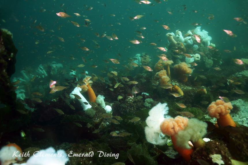 Shiner Perch, KVI Tower Reef, Puget Sound WA