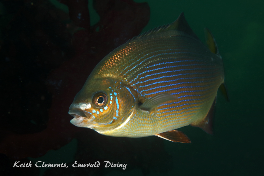 Stiped Seaperch, KVI Tower Reef, Puget Sound WA