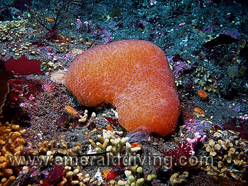 Red-Dotted Compound Ascidian