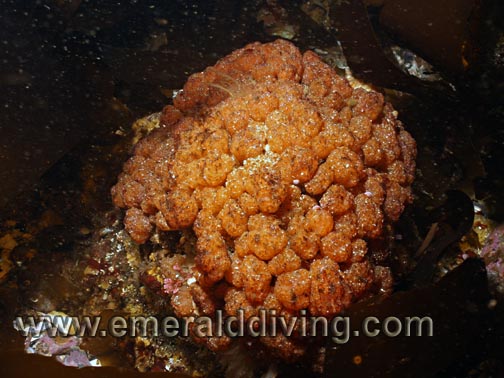 Red Mushroom Compound Ascidian