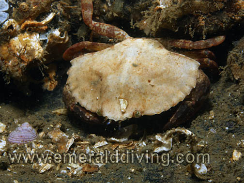 Red Rock Crab - juvenile