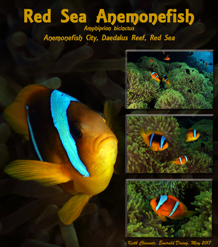 Red_Sea_Anemonefish