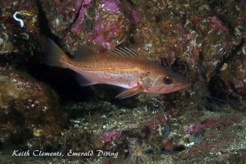 Bocaccio, Nanat Wall, Barkley Sound BC