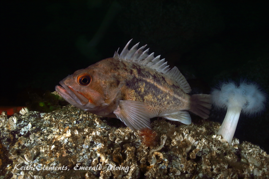 Brown Rockfish, KVI Tower Reef, Puget Sound WA