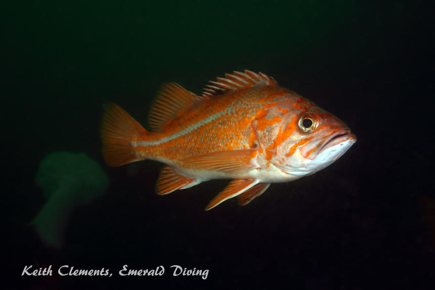 Canary Rockfish, Tiger Ridge, Cape Flattery WA