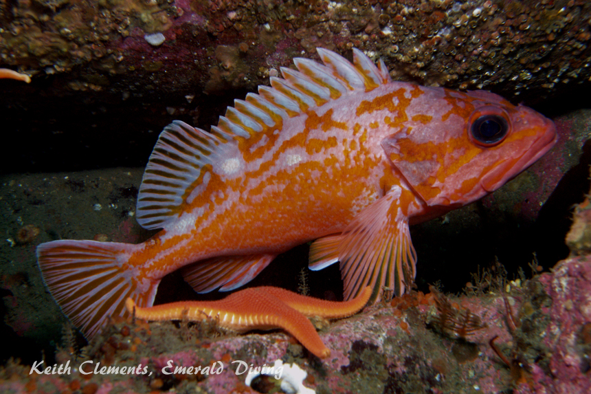 Rosy Rockfish, Third Beach Pinnacle, Cape Flattery WA