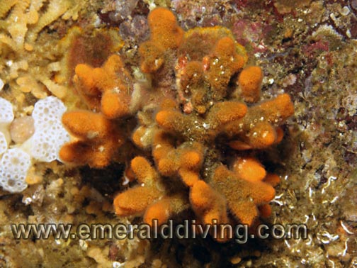 Rusty Bryozoan