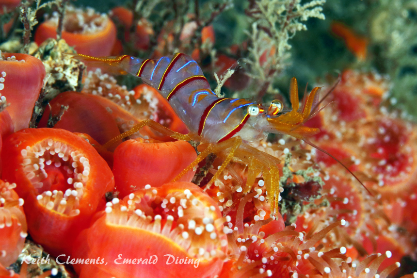 Candy Stripe Shimp, Long Island, San Juan Islands WA