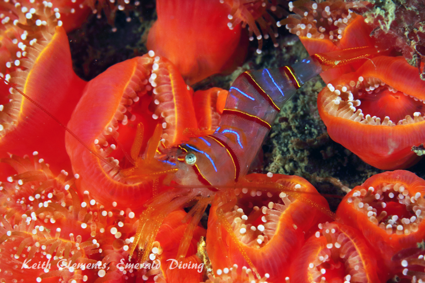 Candy Stripe Shimp, Long Island, San Juan Islands WA