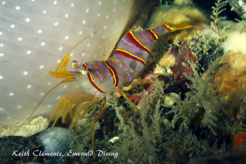 Candy Stripe Shimp, Long Island, San Juan Islands WA