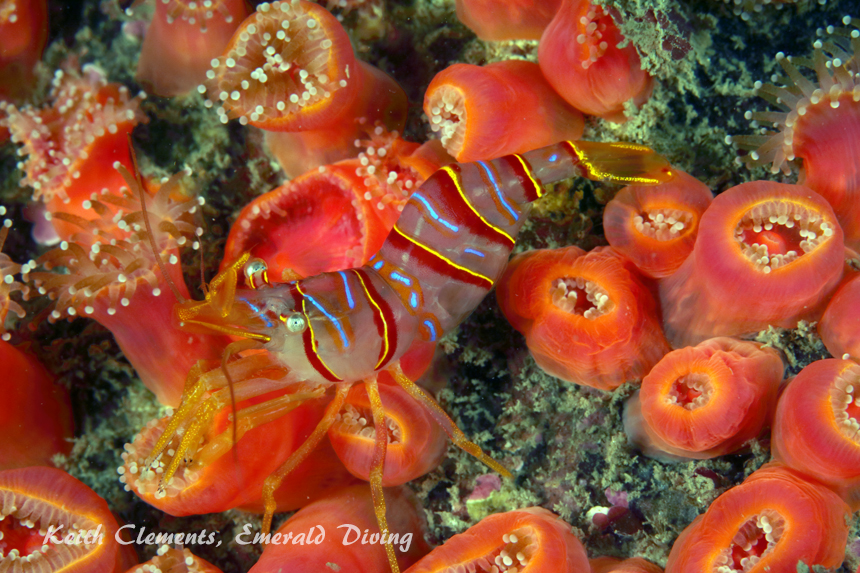 Candy Stripe Shimp, Long Island, San Juan Islands WA