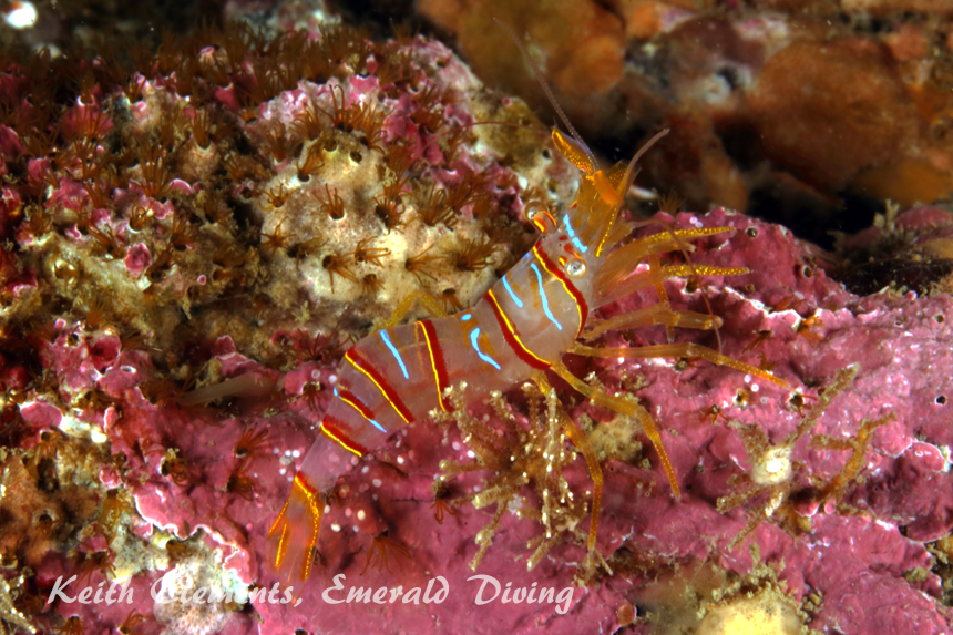 Candy Stripe Shrimp, Whale Rocks, San Juan Islands WA