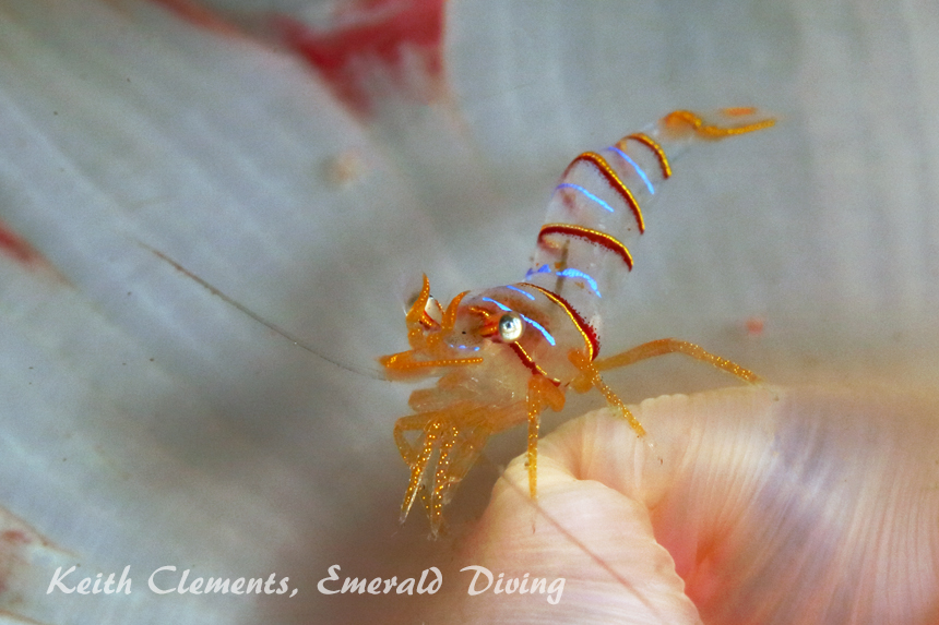 Candy Stripe Shrimp, Pile Point, San Juan Islands WA