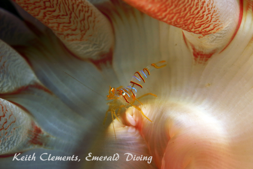 Candy Stripe Shrimp, Pile Point, San Juan Islands WA