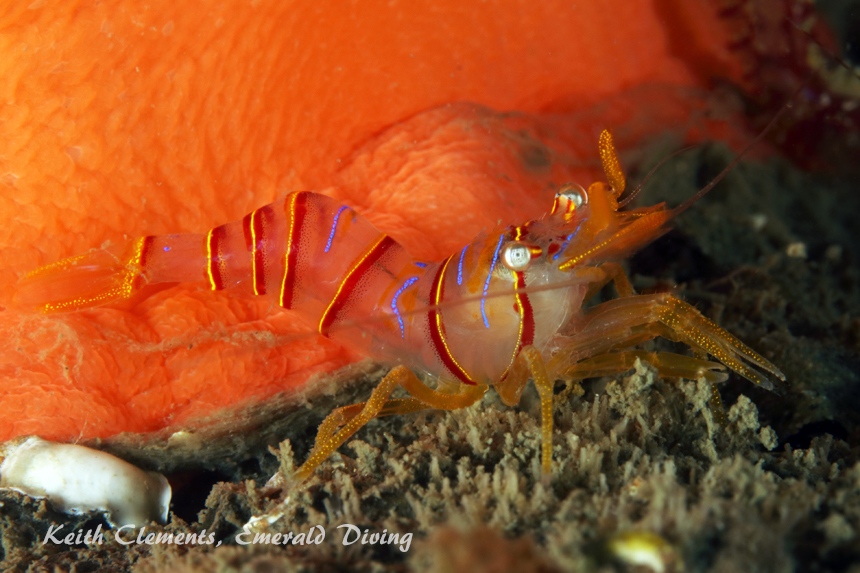 Candy Stripe Shrimp, Sares Head, San Juan Islands WA