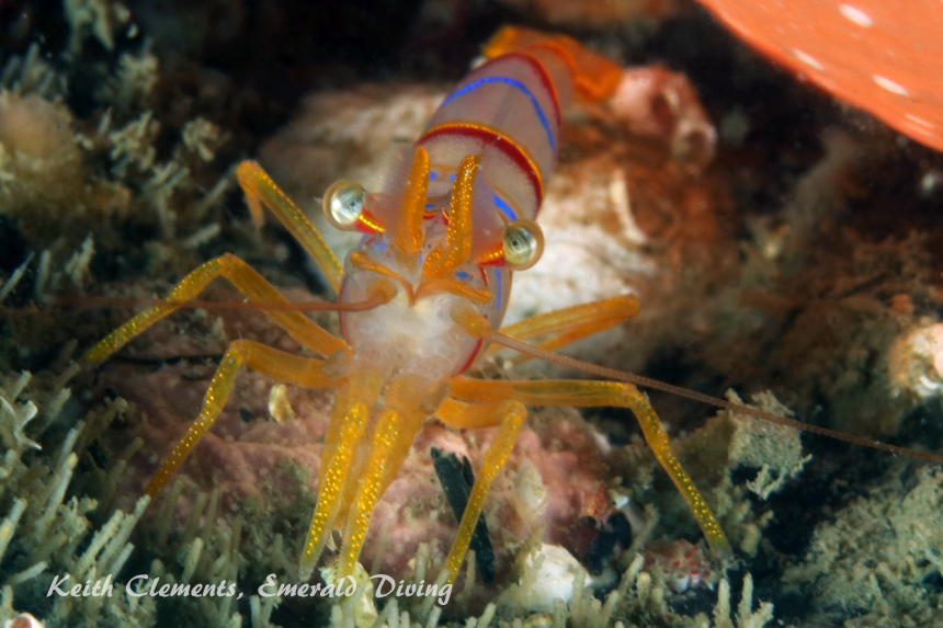 Candy Stripe Shrimp, Sares Head, San Juan Islands WA