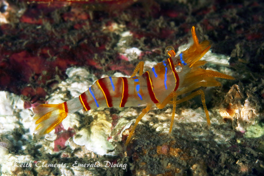 Candy Stripe Shrimp, Sares Head, San Juan Islands WA