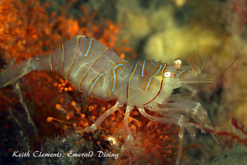 Candy Stripe Shimp, Whale Rocks, San Juan Islands WA