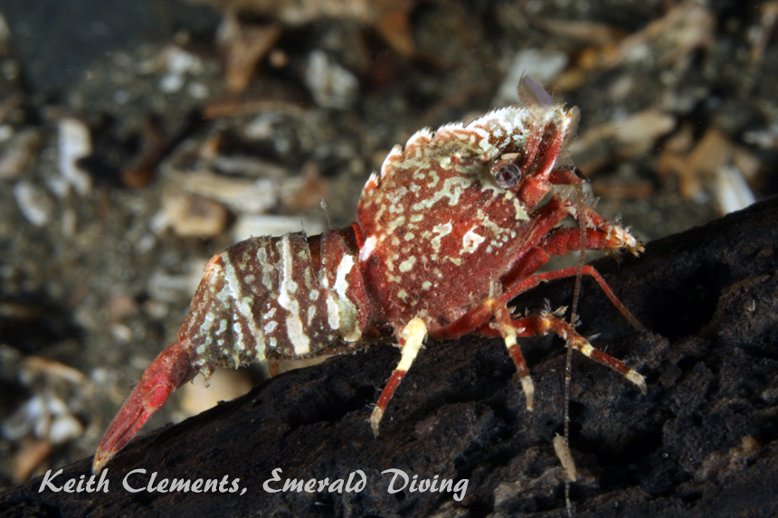 Deep Blade Shrimp, Three Tree Point, Puget Sound WA