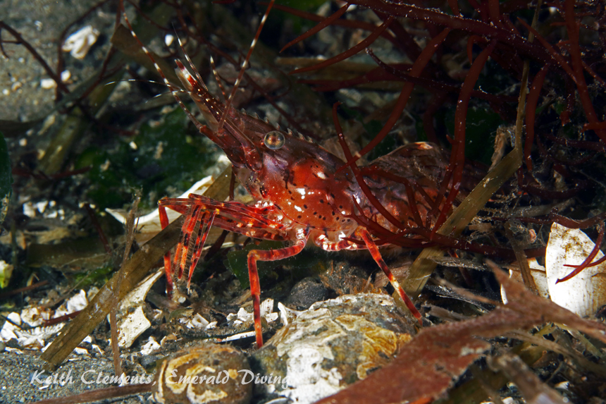 Dock Shrimp, Redondo Beach, Puget Sound WA