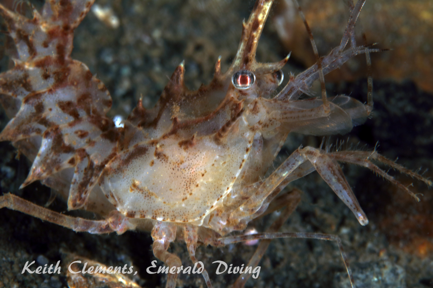 Horned Shrimp, Redondo Beach, Puget Sound WA