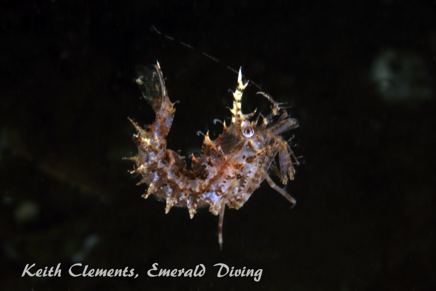 Horned Shrimp, Redondo Beach, Puget Sound WA