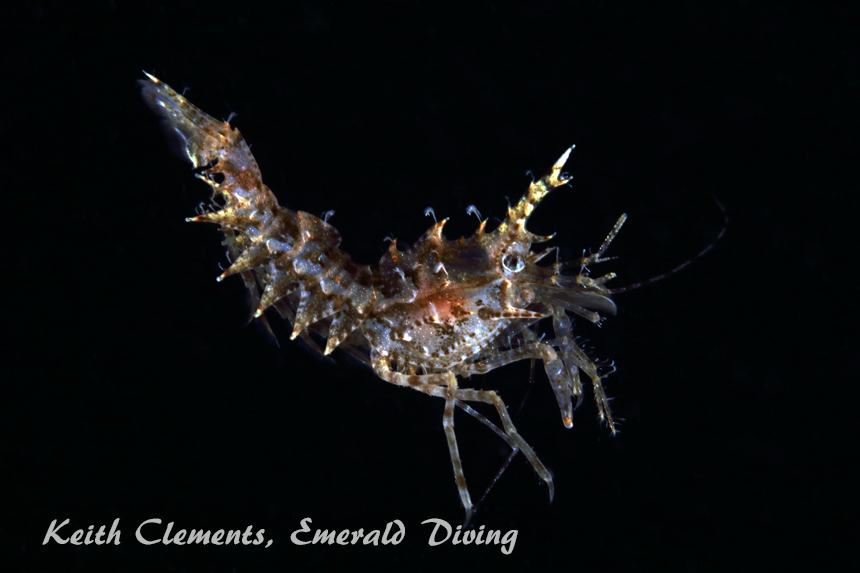 Horned Shrimp, Redondo Beach, Puget Sound WA