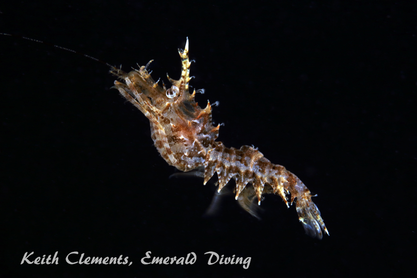 Horned Shrimp, Redondo Beach, Puget Sound WA