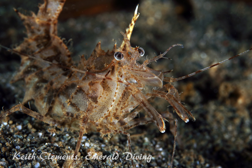 Horned Shrimp, Redondo Beach, Puget Sound WA