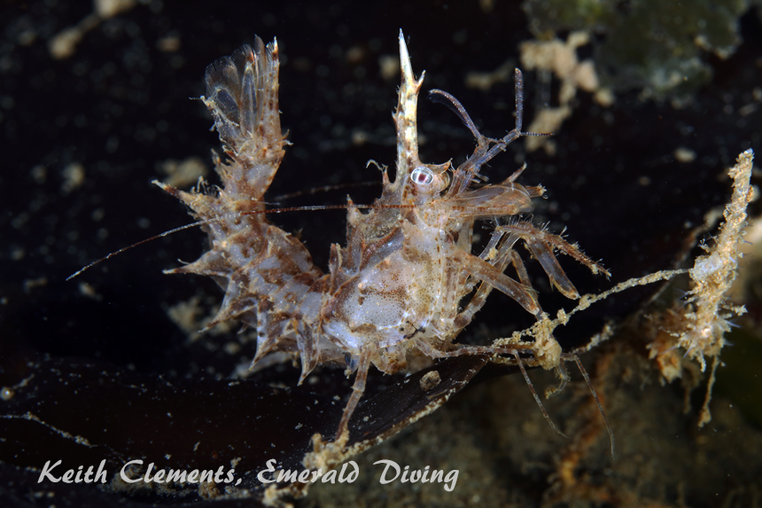 Horned Shrimp, Redondo Beach, Puget Sound WA