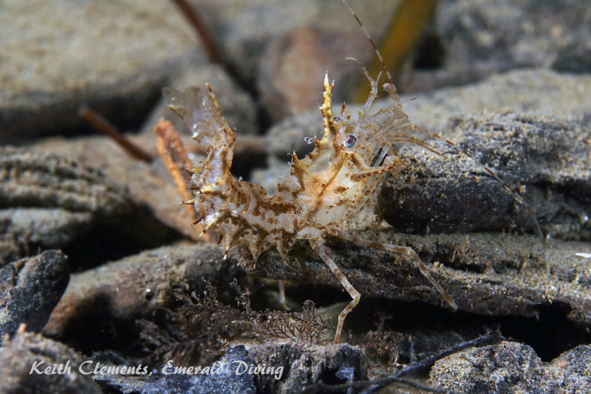 Horned Shrimp, Redondo Beach, Puget Sound WA