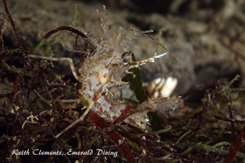 Horned Shrimp, Redondo Beach, Puget Sound WA