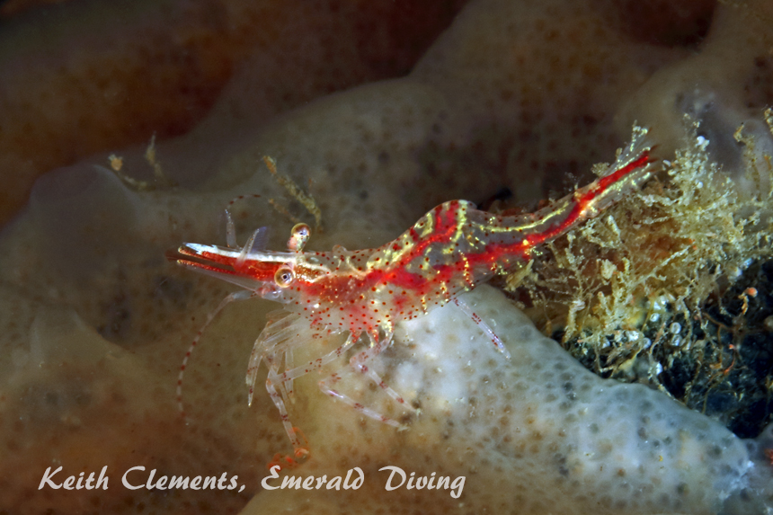 Kincaid's Shrimp, San Juan Channel, San Juan Islands WA