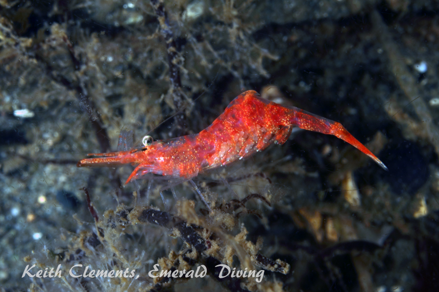 Slender Shrimp, Three Tree Point, Puget Sound WA