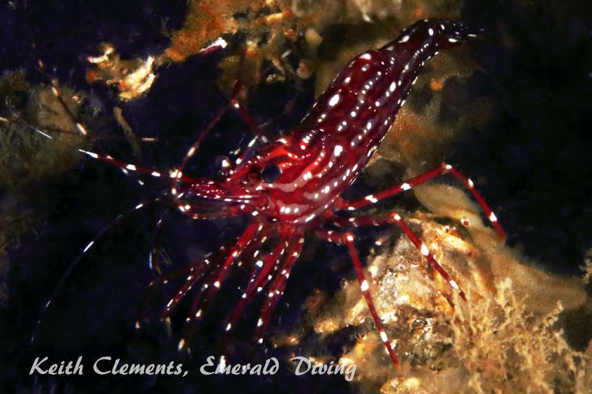 Sparkling Shrimp, Sunrise Beach, Puget Sound WA