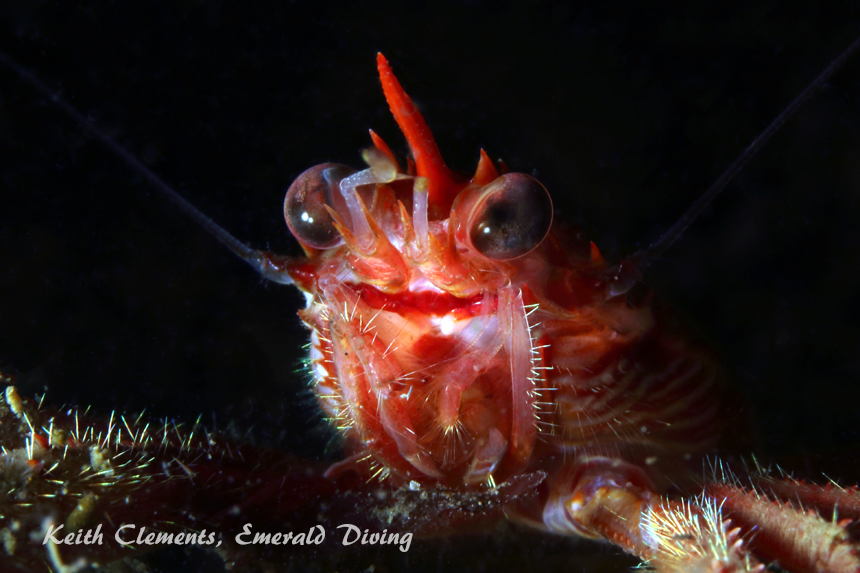 Squat Lobster, Elephant Wall, Hood Canal WA