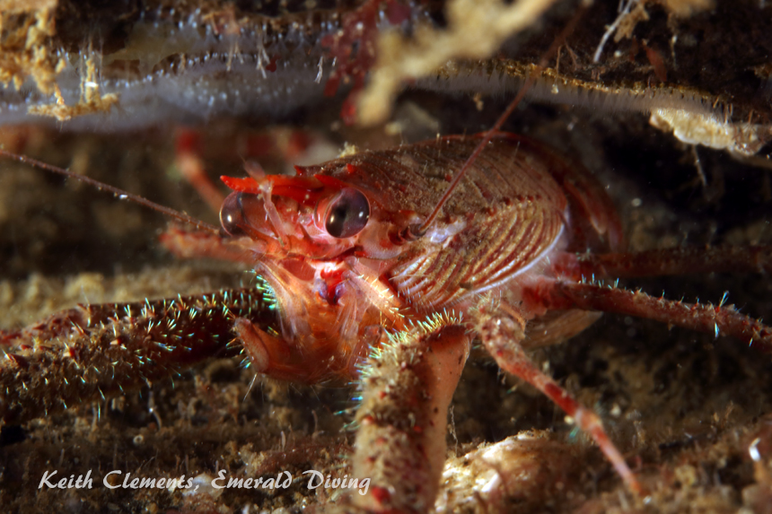 Shrimp_Squat-Lobster_ElephantWall_9479.jpg