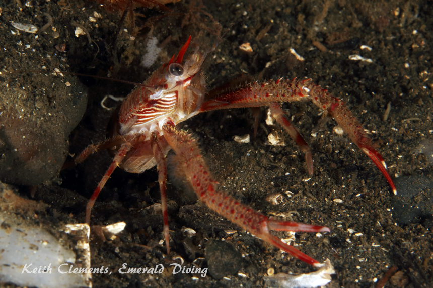 Squat Lobster, Elephant Wall, Hood Canal WA