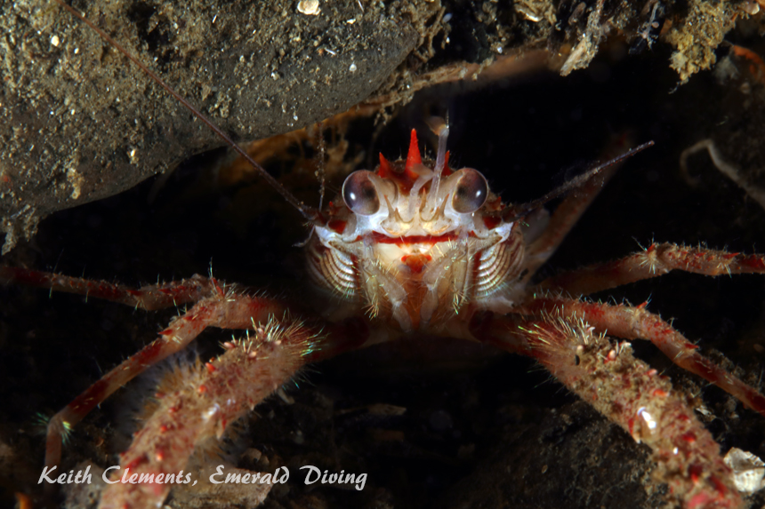 Squat Lobster, Elephant Wall, Hood Canal WA