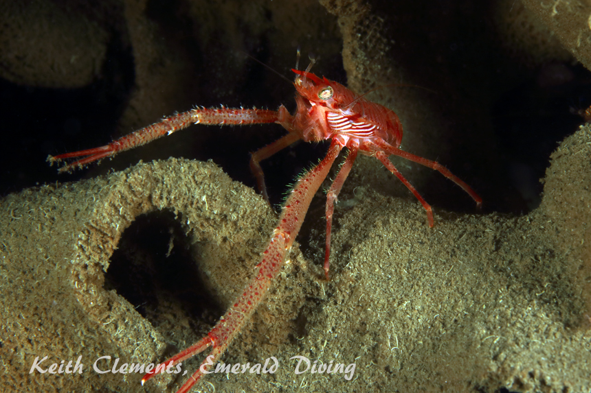 Squat Lobster, Flagpole, Hood Canal WA