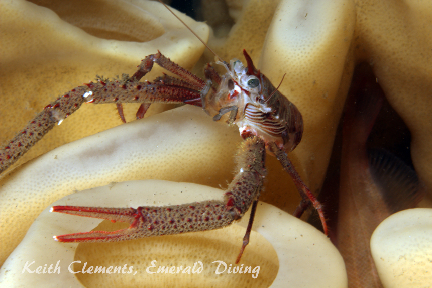 Squat Lobster, Gedney Bar, Puget Sound WA