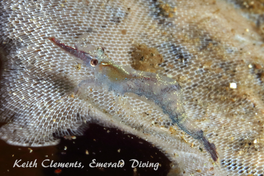 Stiletto Shrimp, Three Tree Point, Puget Sound WA