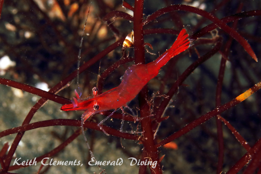 Stiletto Shrimp, Redondo Beach, Puget Sound WA