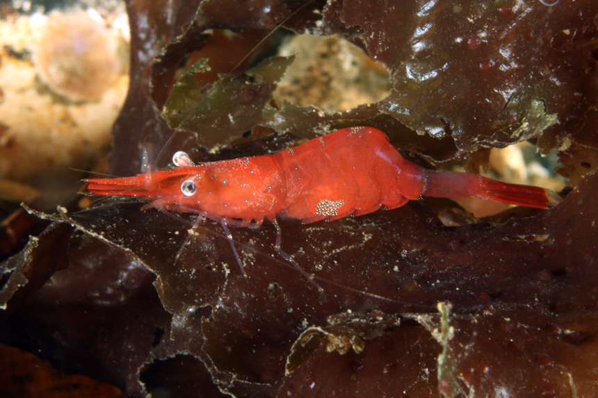 Stiletto Shrimp, Three Tree Point, Puget Sound WA